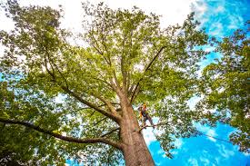 Best Lawn Pest Prevention  in Sterling, VA