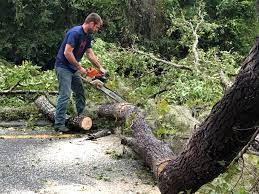 Best Emergency Tree Removal  in Sterling, VA
