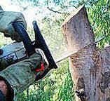Best Tree Preservation Services  in Sterling, VA