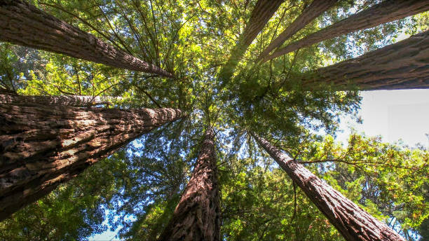 Best Tree and Shrub Care  in Sterling, VA