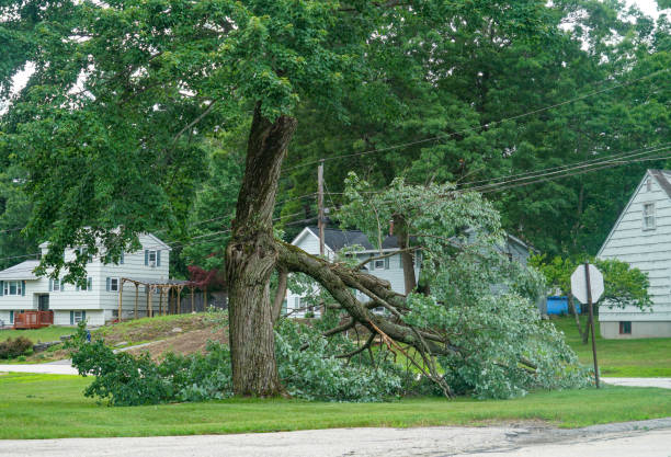 Best Arborist Consultation Services  in Sterling, VA