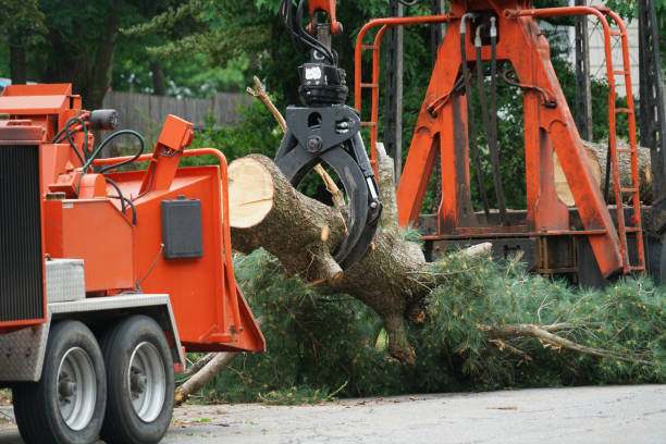 How Our Tree Care Process Works  in  Sterling, VA