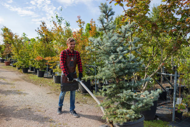Best Tree Cabling and Bracing  in Sterling, VA