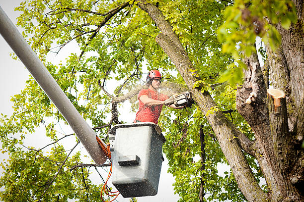 Best Commercial Tree Services  in Sterling, VA