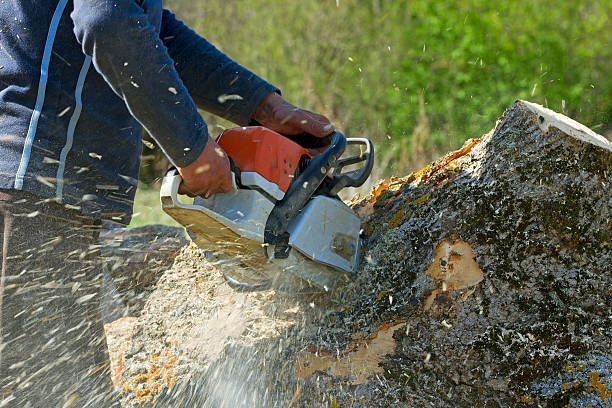 Best Hazardous Tree Removal  in Sterling, VA